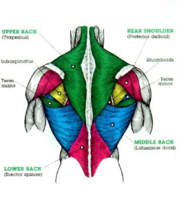 From Posture to Pullups: Fixing your Shoulders